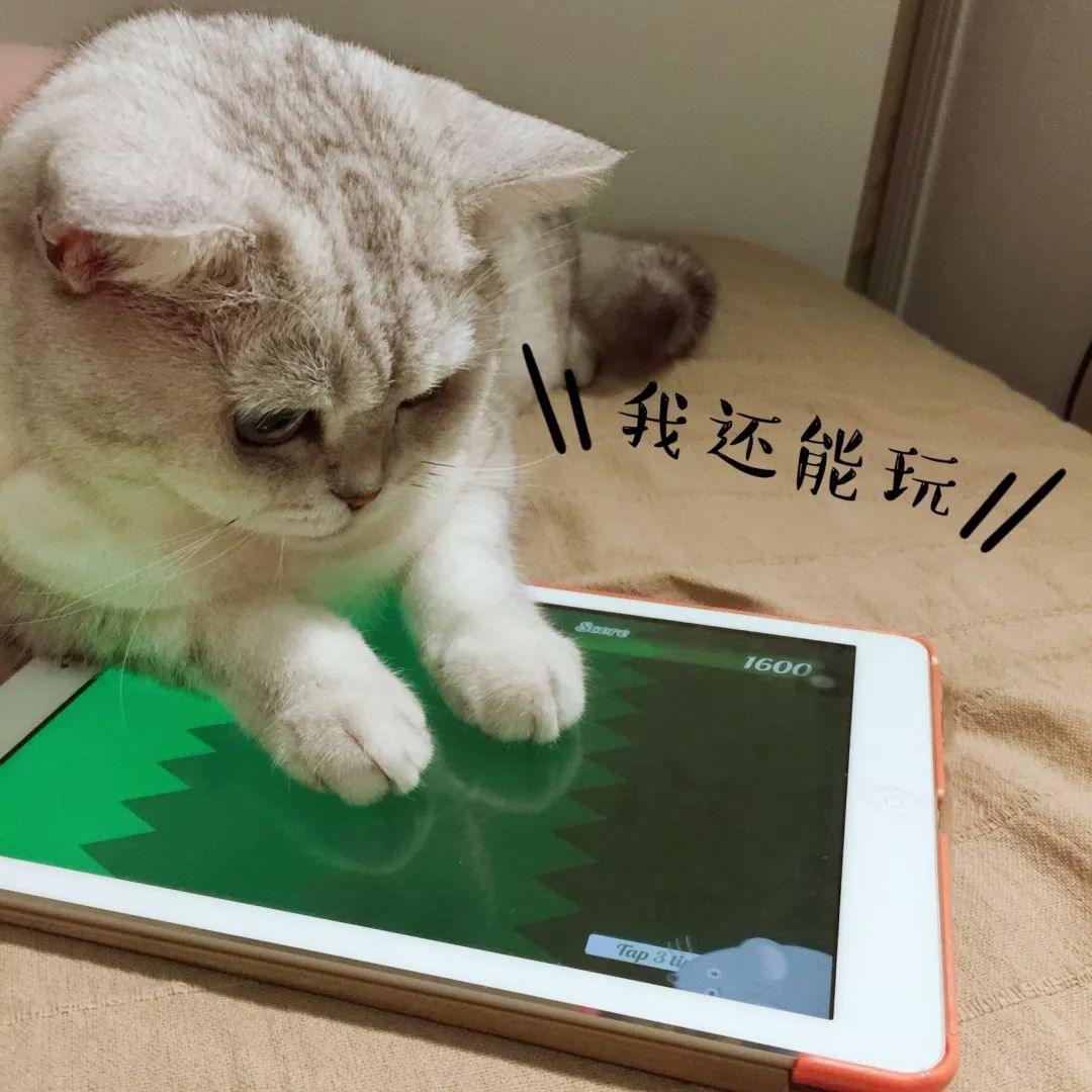 高萌来袭!真小奶猫小奶狗!|毛孩子的童年有多奶?