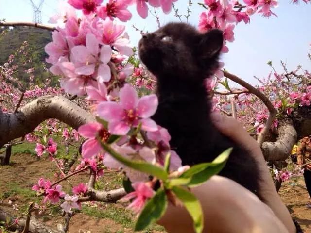 高萌来袭！真小奶猫小奶狗！|毛孩子的童年有多奶？