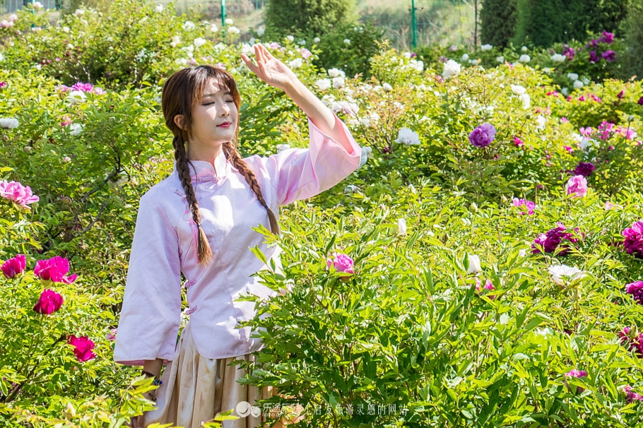 他让高寒干旱地开满牡丹花，打造西北牡丹第一园