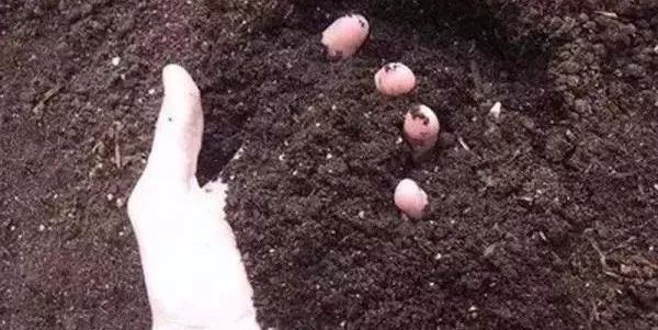 颗粒微生物菌肥真的好用吗,颗粒生物菌肥是骗人的吗