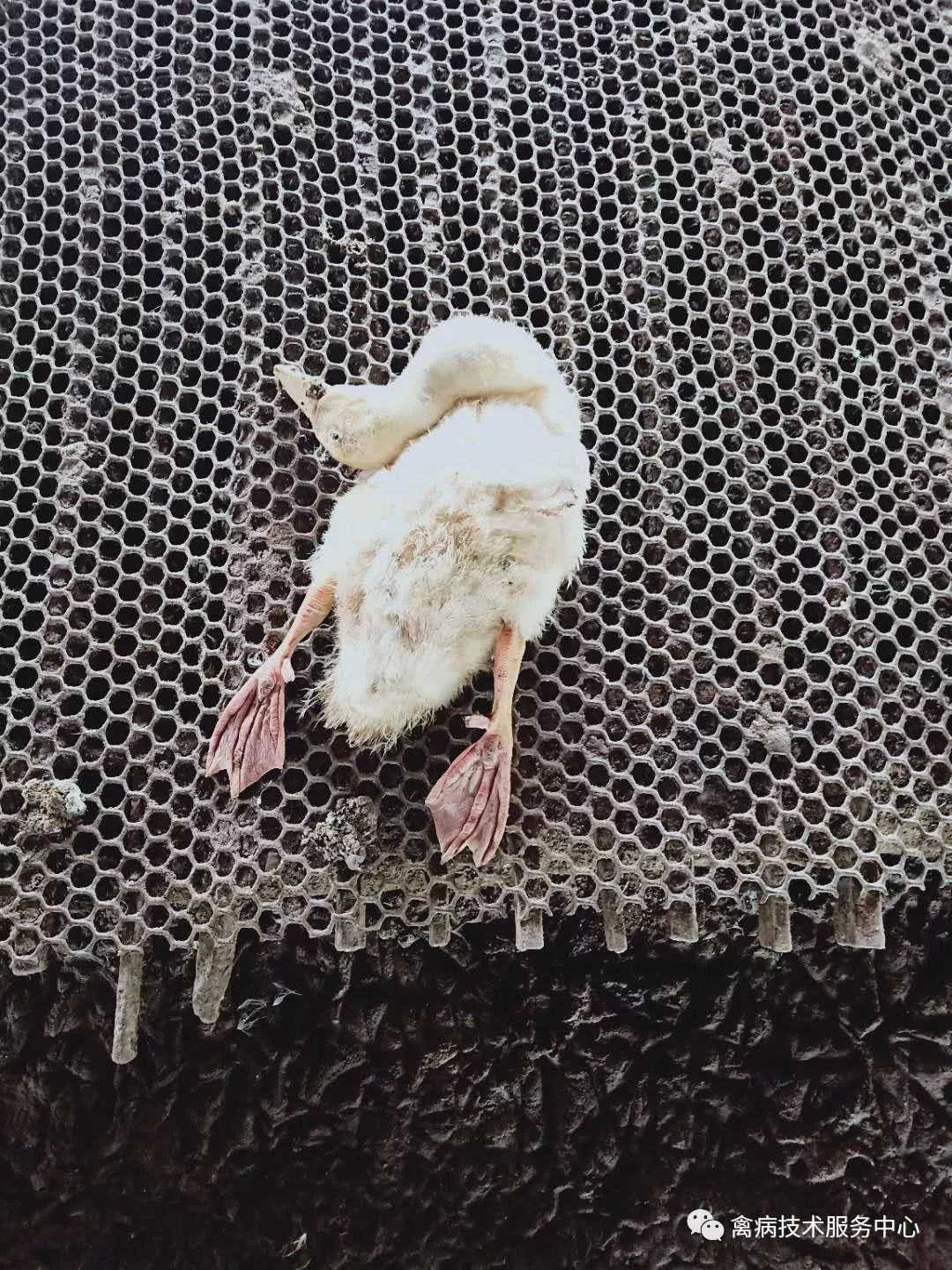 鹅老是拉稀怎么办,鹅突然拉白屎是什么原因怎么治疗