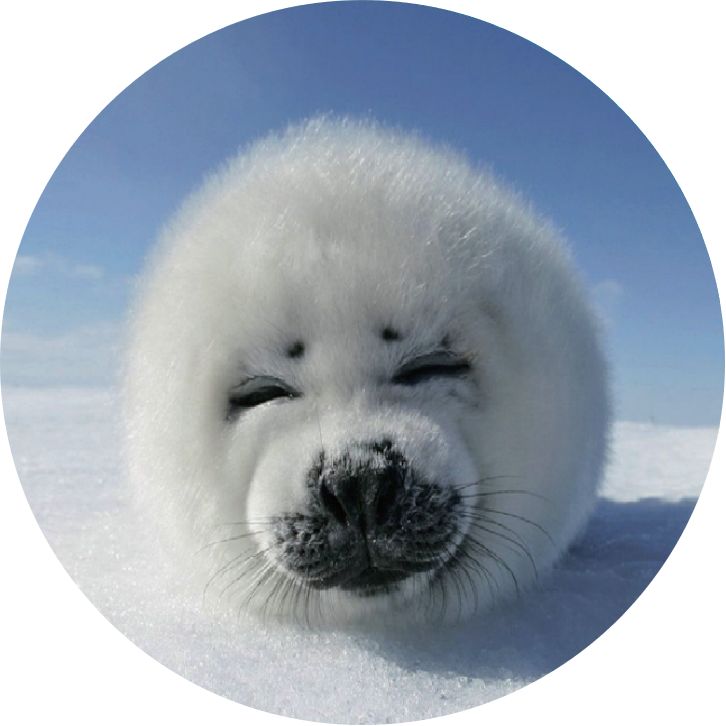 奇奇怪怪的海洋生物海底小纵队,奇奇怪怪海洋生物