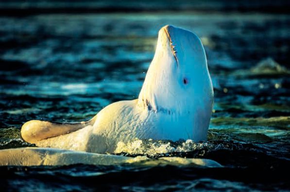 遇到野牛该如何保护自己,遇到美洲野牛怎么办
