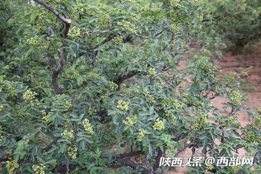 韩城花椒产业有哪些,花椒致富视频