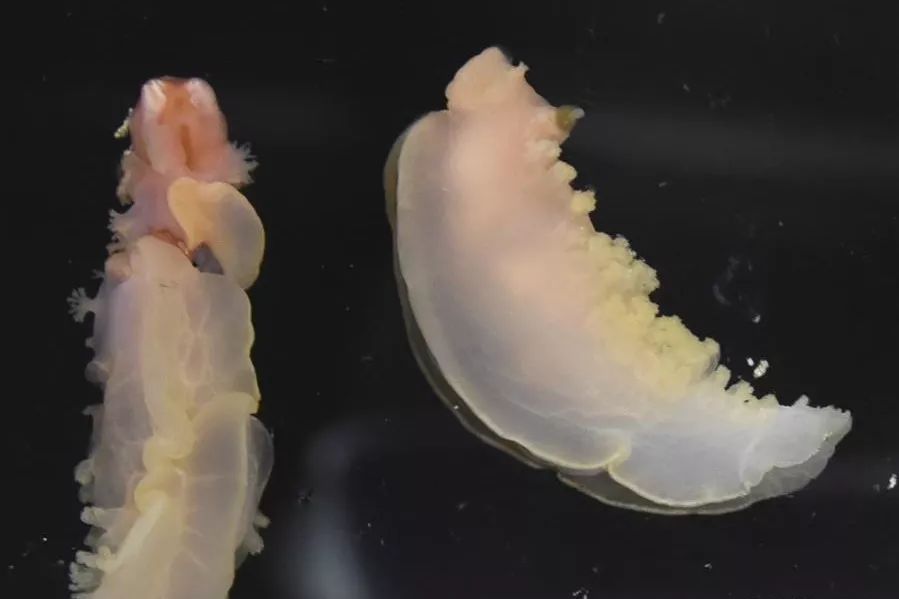 海兔为什么那么多籽,海兔怎么全是油没籽