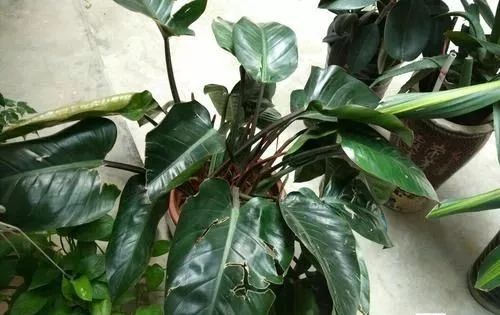 吸甲醛最好的植物排行榜,吸甲醛最好的植物排名