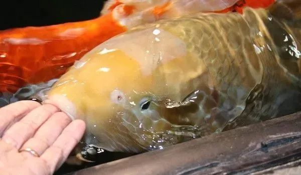 锦鲤受伤的原因,锦鲤观赏鱼好吗