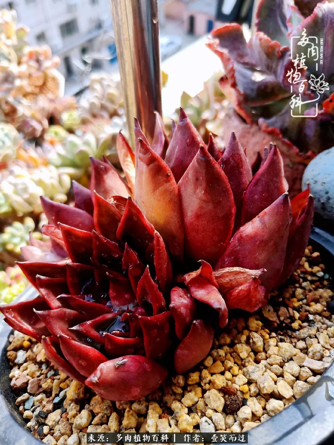 跌入神坛的多肉,跌入凡间的精灵舞蹈完整版