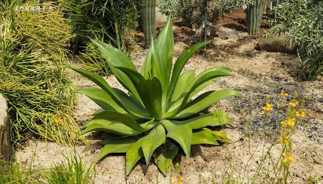 厦门适合带孩子去玩的地方推荐,厦门6月份哪里好玩