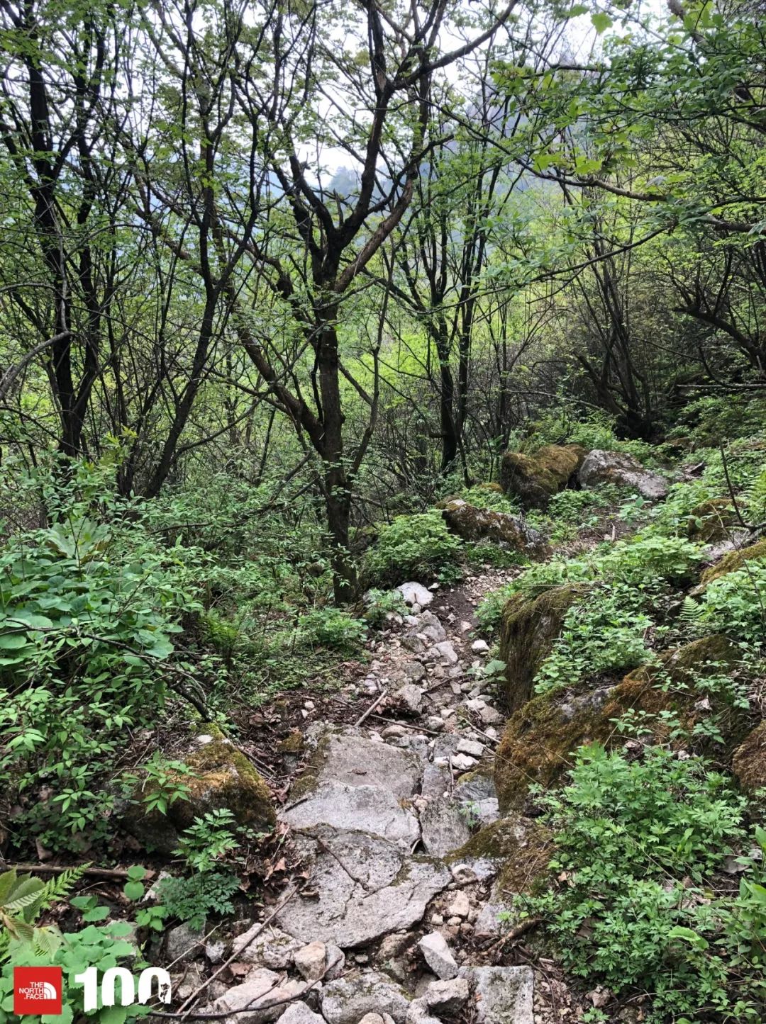 tnf100官网成绩查询,tnf100秦岭国际越野跑