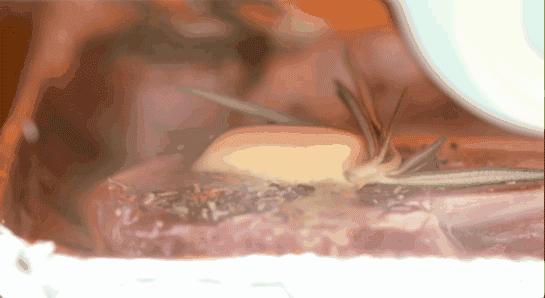 不用烤箱15分钟就能做的美食,不用烤箱十分钟美食甜点