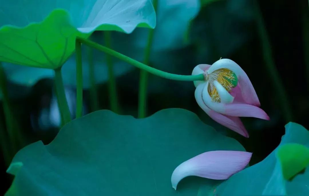 中医养生音乐十大名曲,中医五行养生音乐曲目