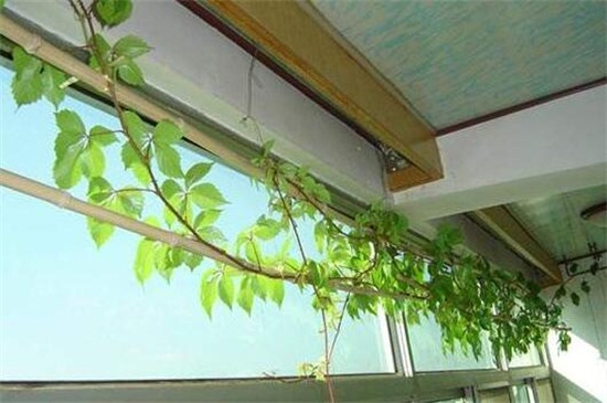 家里好养的植物有哪些,家里室内适合养的植物