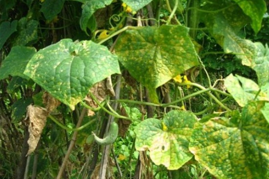 黄瓜叶子发黄长斑点用什么药,黄瓜叶子有黄斑点怎么办打什么药