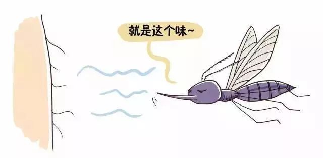 蚊子咬人是不是看血好不好,蚊子咬人看血型么