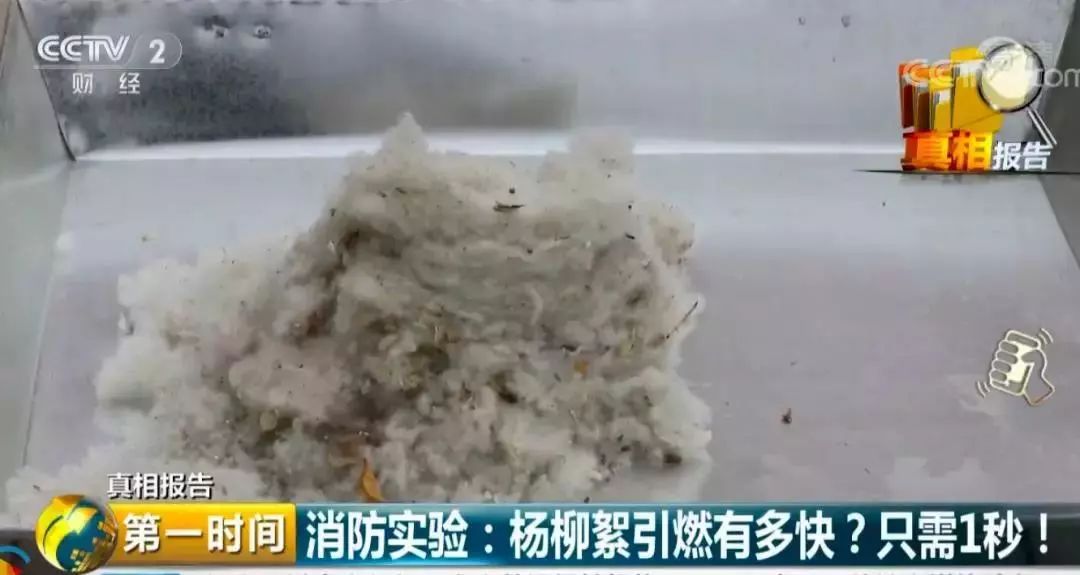 本应改善环境的城市绿植，为何成了“恼人的柳絮”？