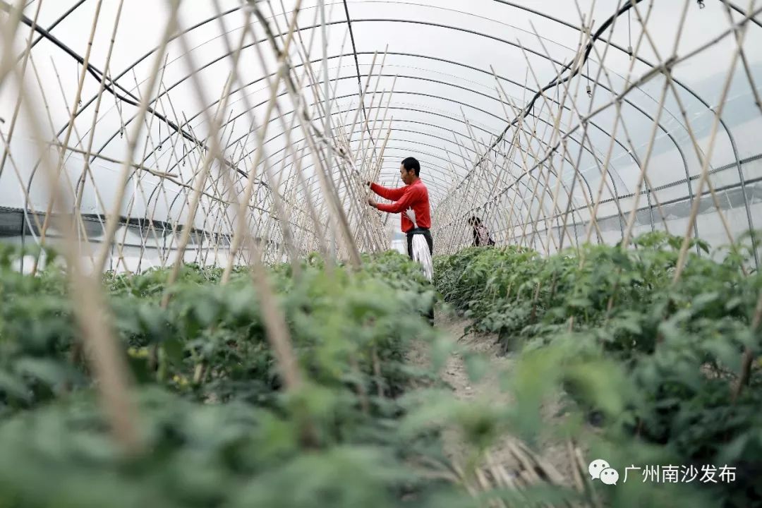 榛斿崡鑴辫传鏀诲潥涔℃潙鎸叴,鑱氱劍榛斿崡鑴辫传鏀诲潥