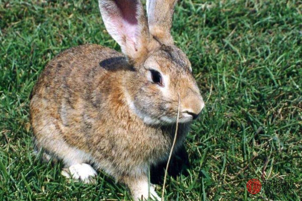 1963年属兔是什么命五行属什么,1963年属兔人2023全年运势