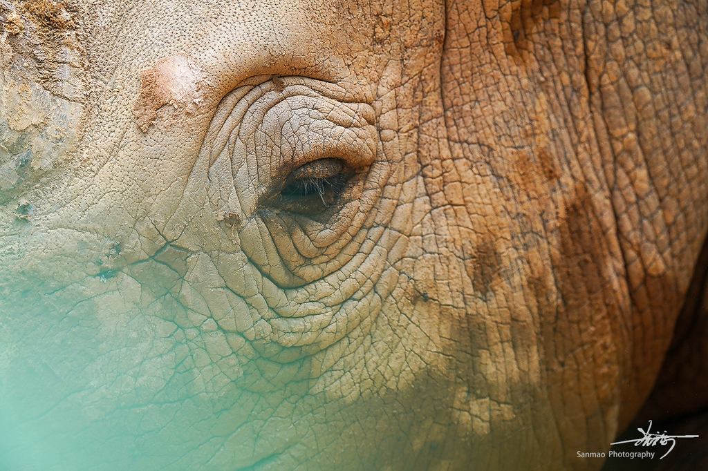 索尼FE600mmF4GMOSS广州长隆动物园第一手试拍