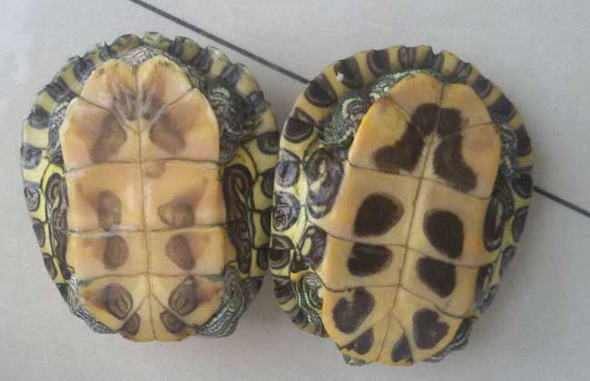 乌龟怎么看年龄,巴西乌龟几岁下蛋