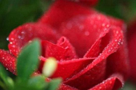 21朵玫瑰花语每朵代表什么意思,25朵玫瑰花语每朵代表什么