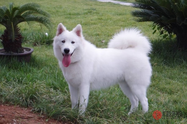 1994属狗与1994的狗能婚配吗,1994属狗和1994年属狗相配吗