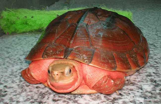 海南小金钱龟50克价格,金钱龟价格最新行情