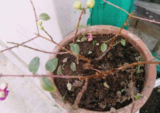 倒挂金钟夏季突然蔫怎么解决,倒挂金钟叶子发蔫原因及补救方法