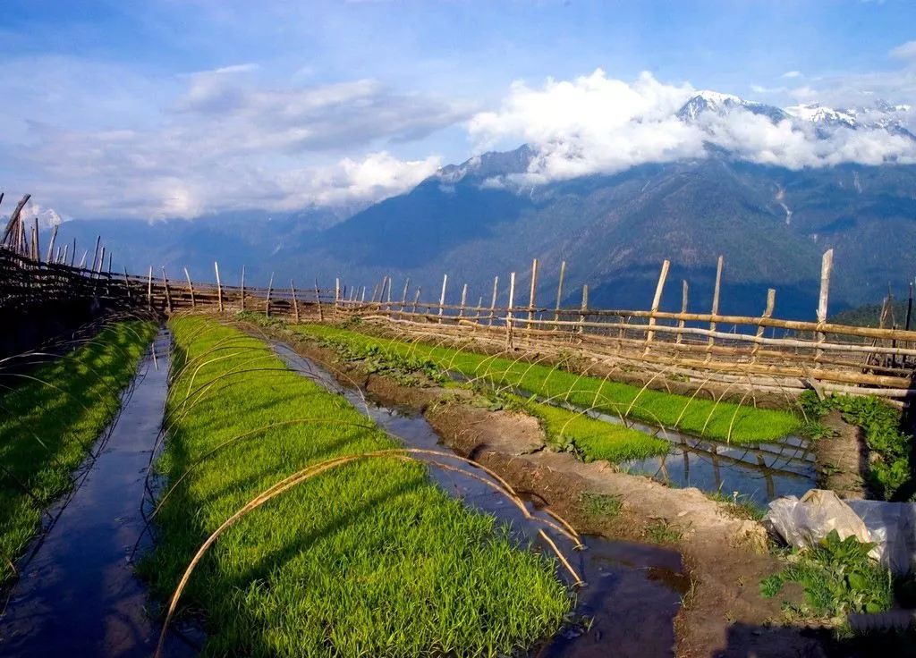 化肥为什么被称为“土地*片鸦**”?真相曝光了