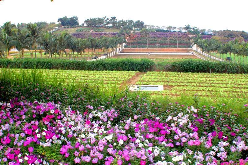 真相揭秘:化肥为什么被称为“土地*片鸦**”