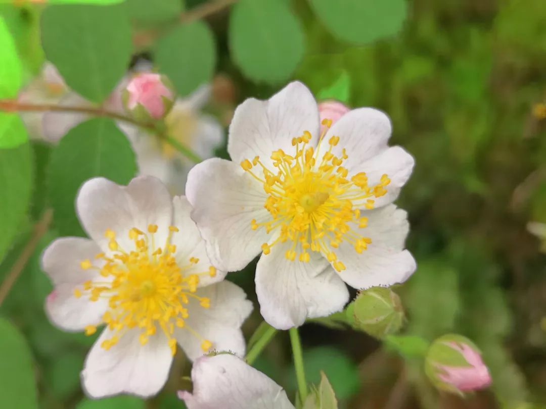 白色花斑糠疹,白色糠疹需要与哪些疾病相鉴别