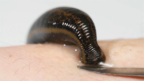 一些吸血的昆虫蜱虫,好多小虫子吸血