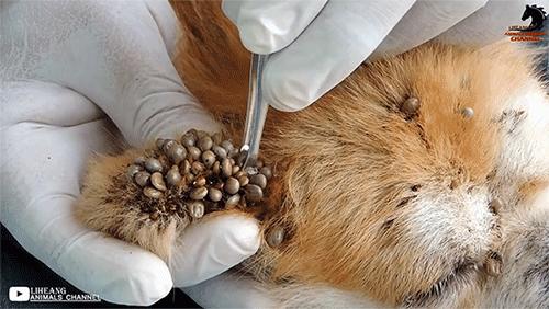 一些吸血的昆虫蜱虫,好多小虫子吸血