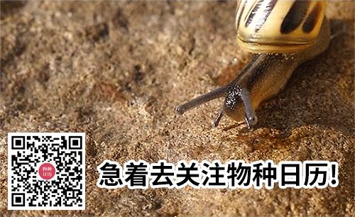 和隐翅虫差不多的黑色吸血虫,少见的吸血虫