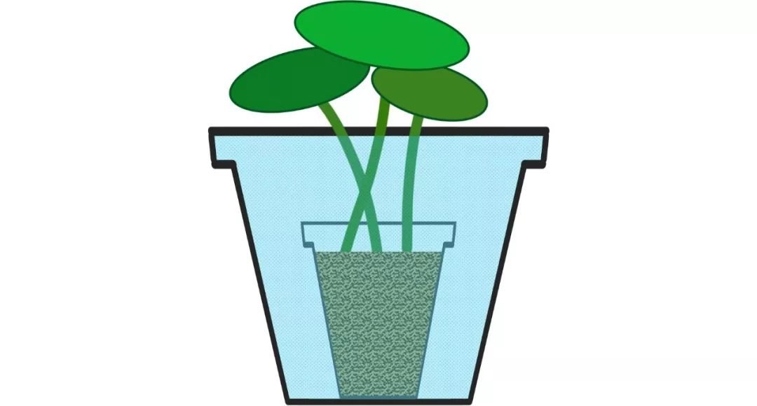 碗莲苗烂茎叶子怎么办,碗莲幼苗期各种病症解决法