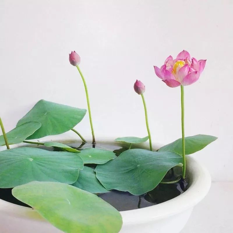 碗莲苗烂茎叶子怎么办,碗莲幼苗期各种病症解决法