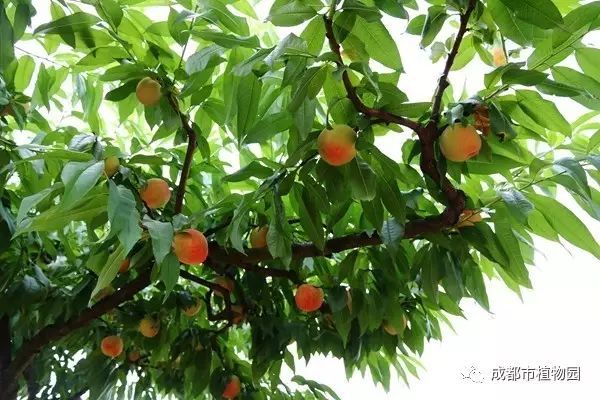 红桃子,红桃子成熟季节