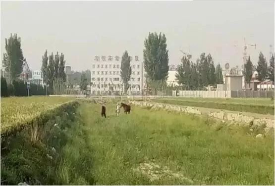 孙大午：农村土地问题与民营经济发展的几点思考