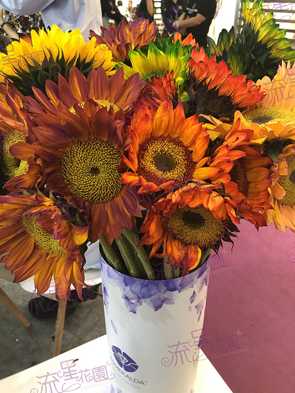 流星花园花店加盟费多少钱,流星花园鲜花加盟店巨鹿