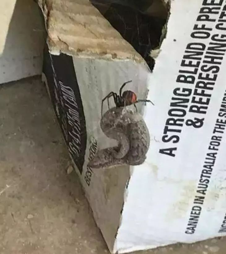 澳大利亚现巨型蜘蛛,澳大利亚巨型蜘蛛在哪出现