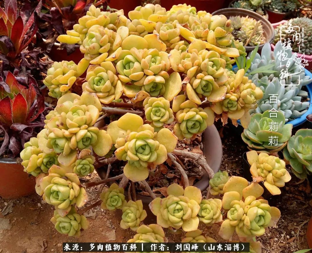 高温天气怎么养护多肉花,新手夏天养多肉5个保命秘籍