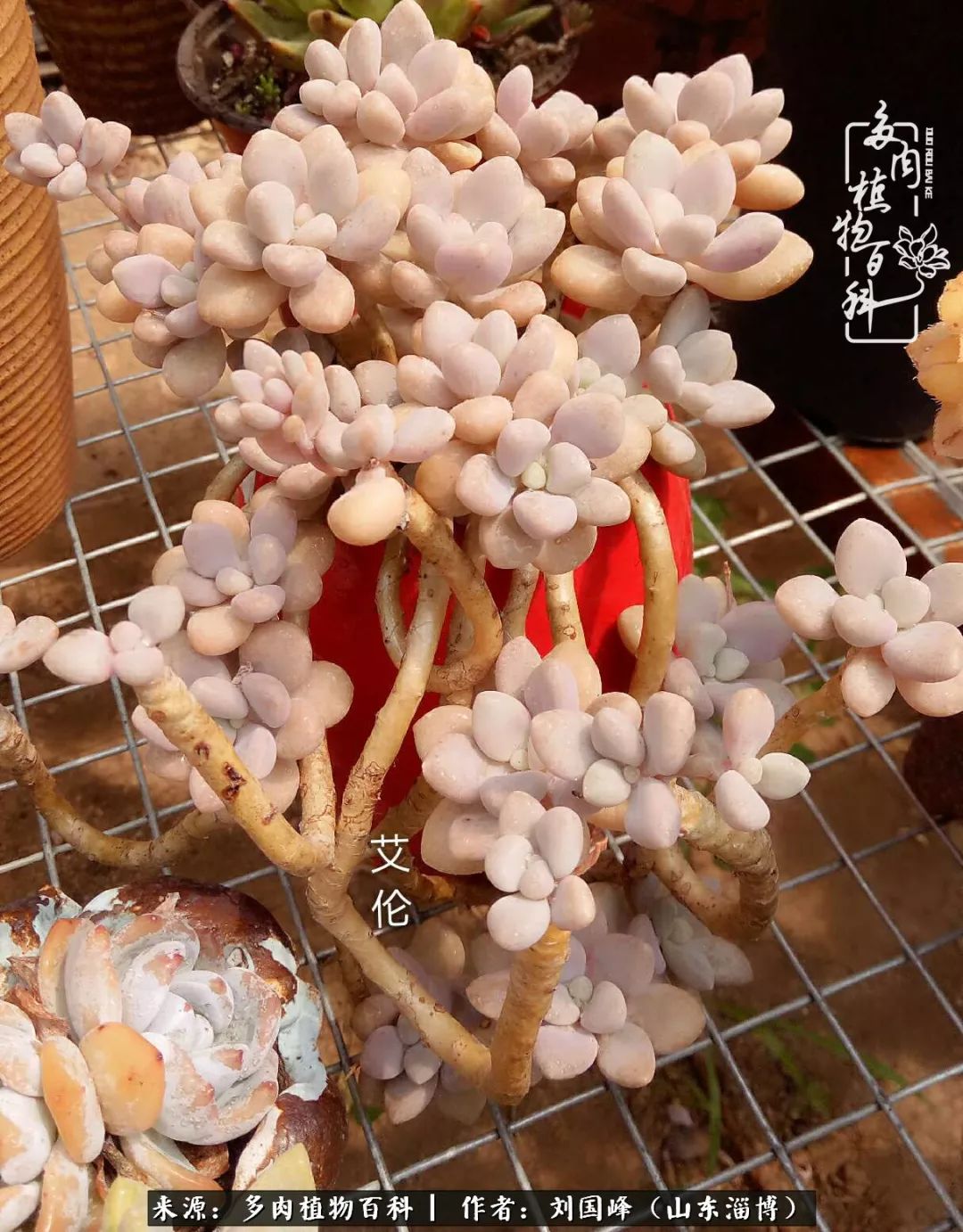 高温天气怎么养护多肉花,新手夏天养多肉5个保命秘籍