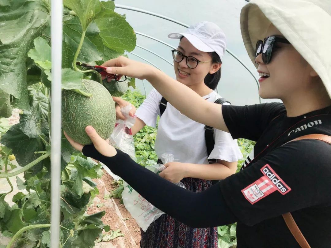 附近有哪些甜瓜采摘,好耍的采摘园