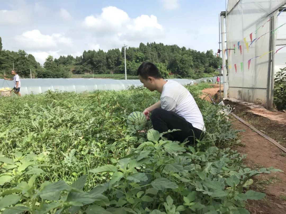 附近有哪些甜瓜采摘,好耍的采摘园