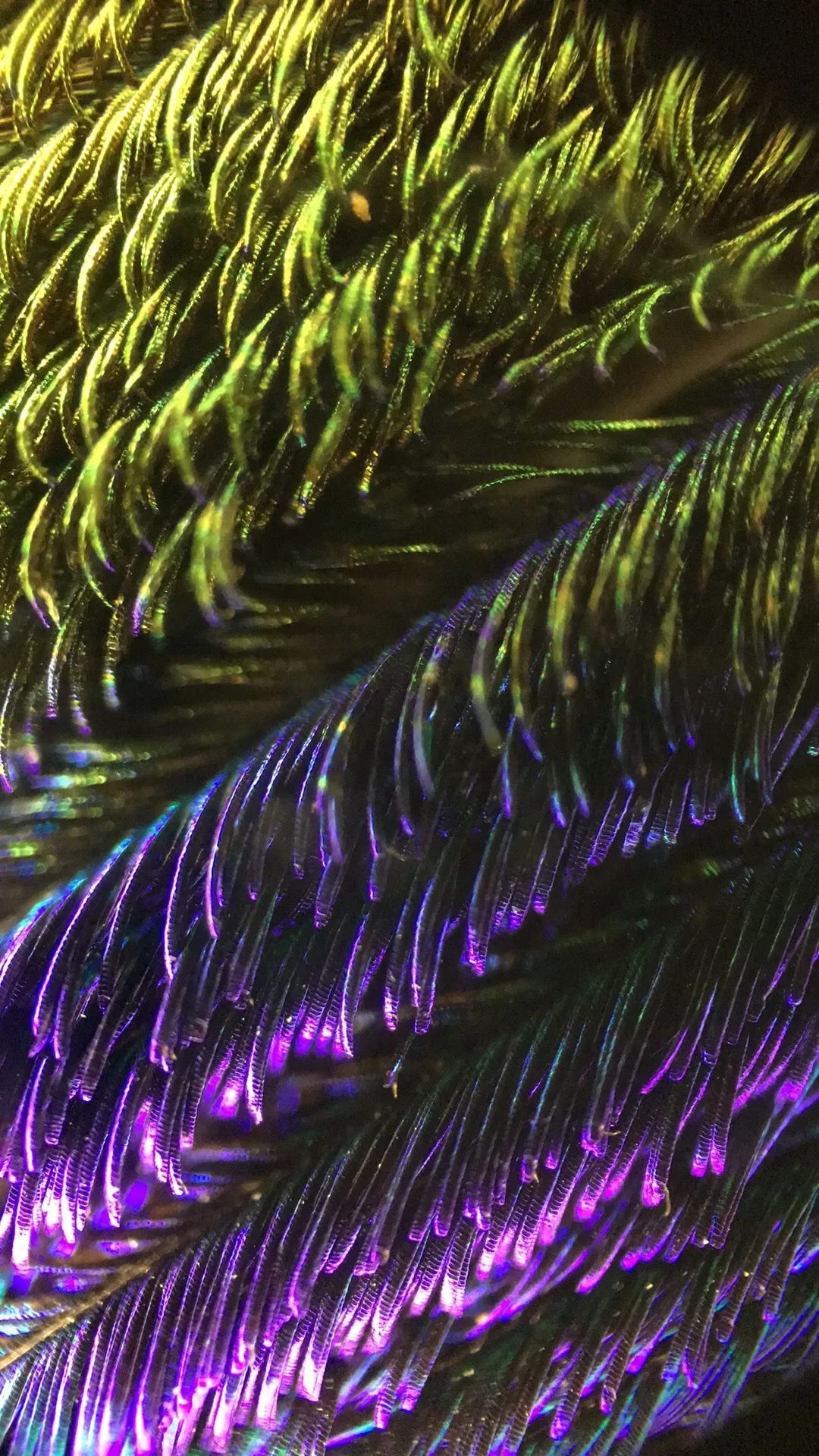 贴上它手机镜头秒变显微镜,贴在手机上的显微镜