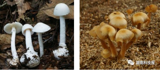 误食毒蘑菇的症状,误食毒蘑菇临床表现