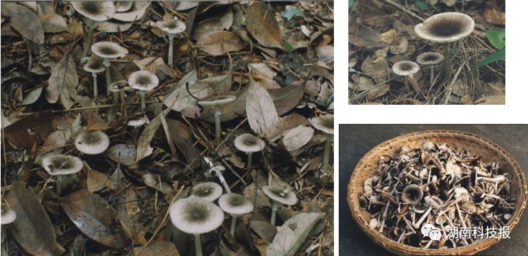 误食毒蘑菇的症状,误食毒蘑菇临床表现