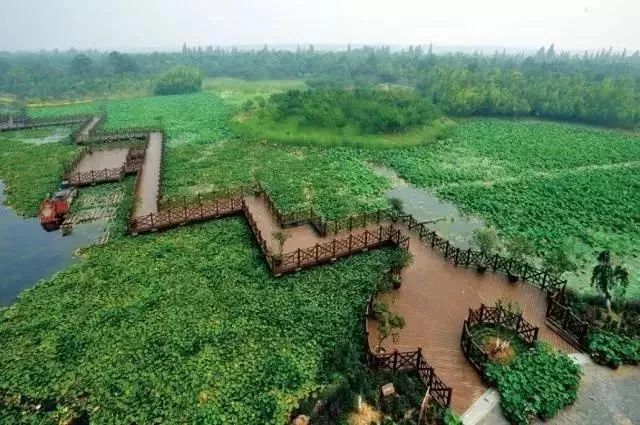 上海赏荷花最好的地方,上海秋冬拍荷花最佳地点
