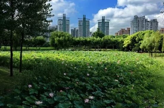 上海赏荷花最好的地方,上海秋冬拍荷花最佳地点