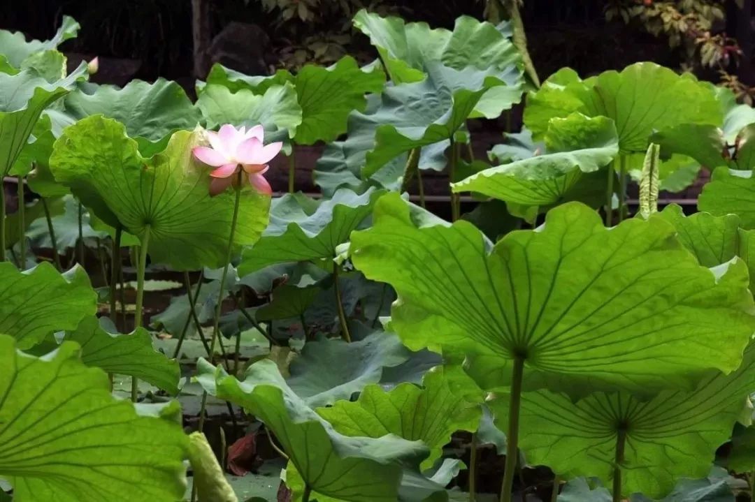 上海赏荷花最好的地方,上海秋冬拍荷花最佳地点